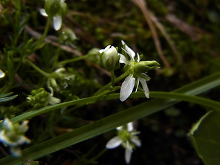 Moehringia ciliata