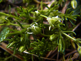 Moehringia ciliata