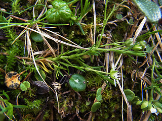 Moehringia ciliata