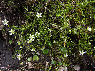 Moehringia ciliata