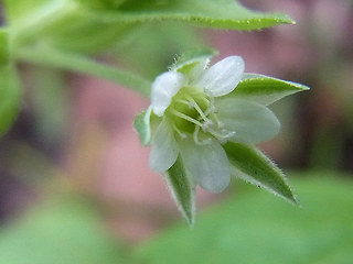 Moehringia trinervia