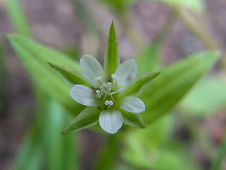 Moehringia trinervia