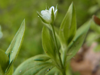 Moehringia trinervia