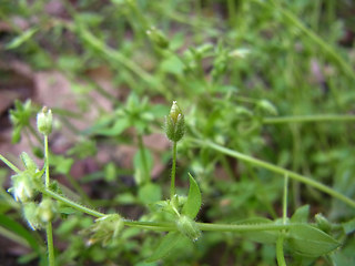 Moehringia trinervia