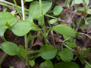 Moehringia trinervia