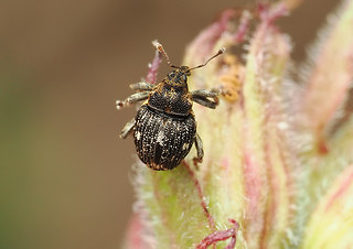 Mogulones asperifoliarum