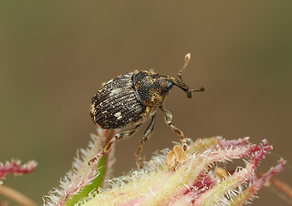 Mogulones asperifoliarum