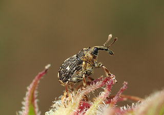 Mogulones asperifoliarum