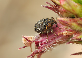 Mogulones asperifoliarum