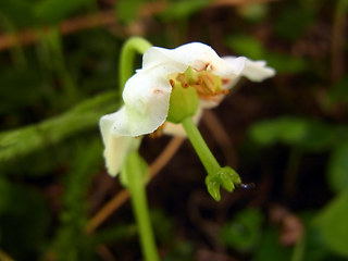 Moneses uniflora