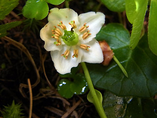 Moneses uniflora