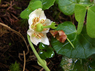 Moneses uniflora