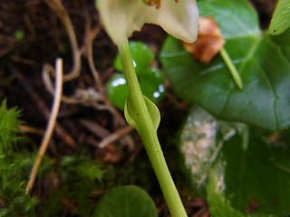 Moneses uniflora