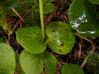 Moneses uniflora