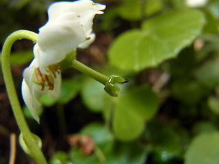 Moneses uniflora