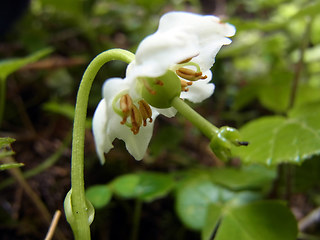 Moneses uniflora