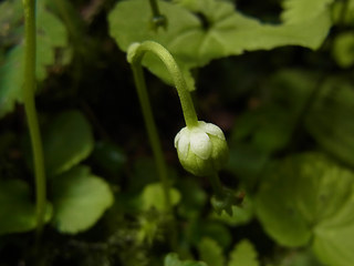 Moneses uniflora