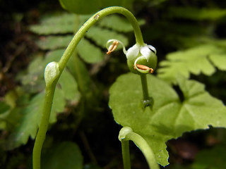 Moneses uniflora