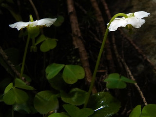 Moneses uniflora