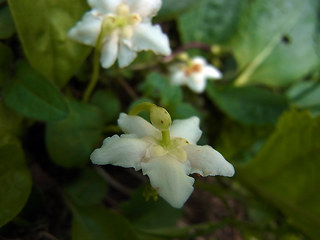 Moneses uniflora