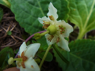 Moneses uniflora