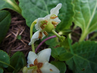 Moneses uniflora