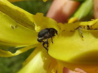 Mononychus punctumalbum