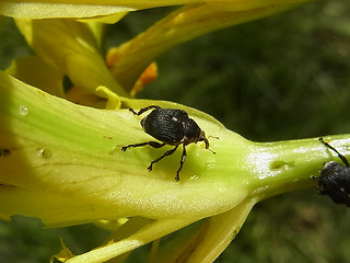 Mononychus punctumalbum