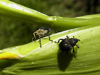Mononychus punctumalbum