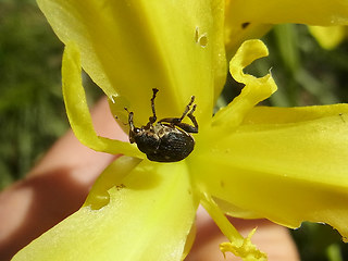 Mononychus punctumalbum