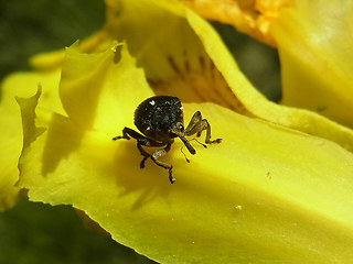 Mononychus punctumalbum