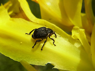 Mononychus punctumalbum