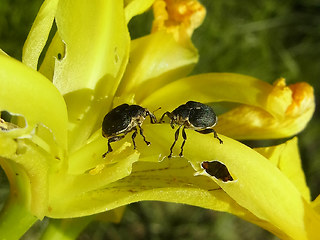 Mononychus punctumalbum