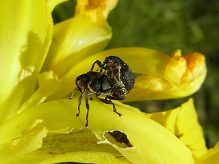 Mononychus punctumalbum