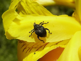 Mononychus punctumalbum