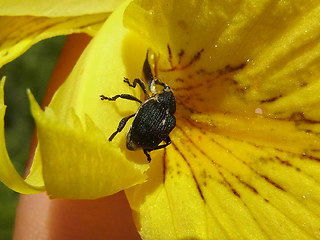 Mononychus punctumalbum