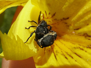 Mononychus punctumalbum