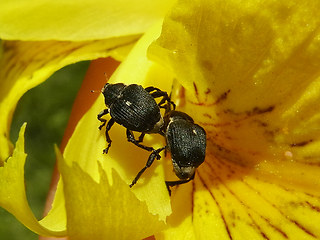 Mononychus punctumalbum