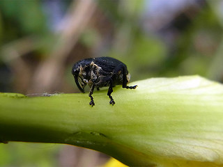 Mononychus punctumalbum