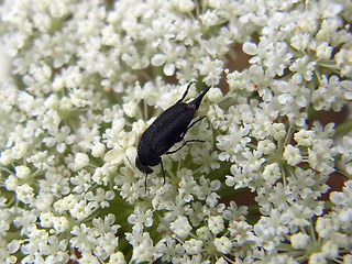 Mordella aculeata