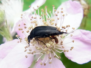 Mordella aculeata