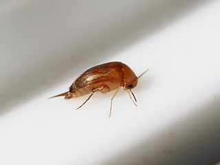 Mordellistena neuwaldeggiana