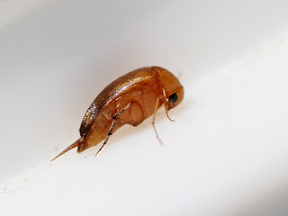 Mordellistena neuwaldeggiana