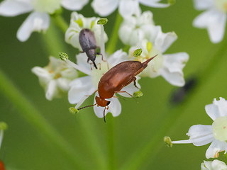 Mordellistena neuwaldeggiana