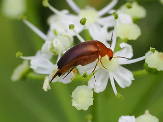 Mordellistena neuwaldeggiana
