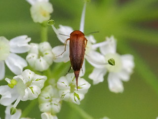 Mordellistena neuwaldeggiana