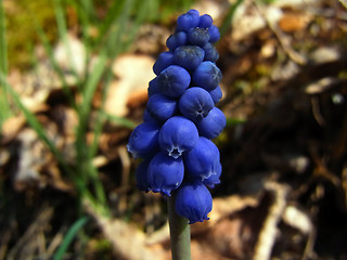 Muscari botryoides