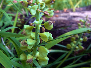 Muscari botryoides