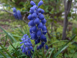 Muscari botryoides