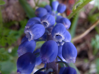 Muscari botryoides